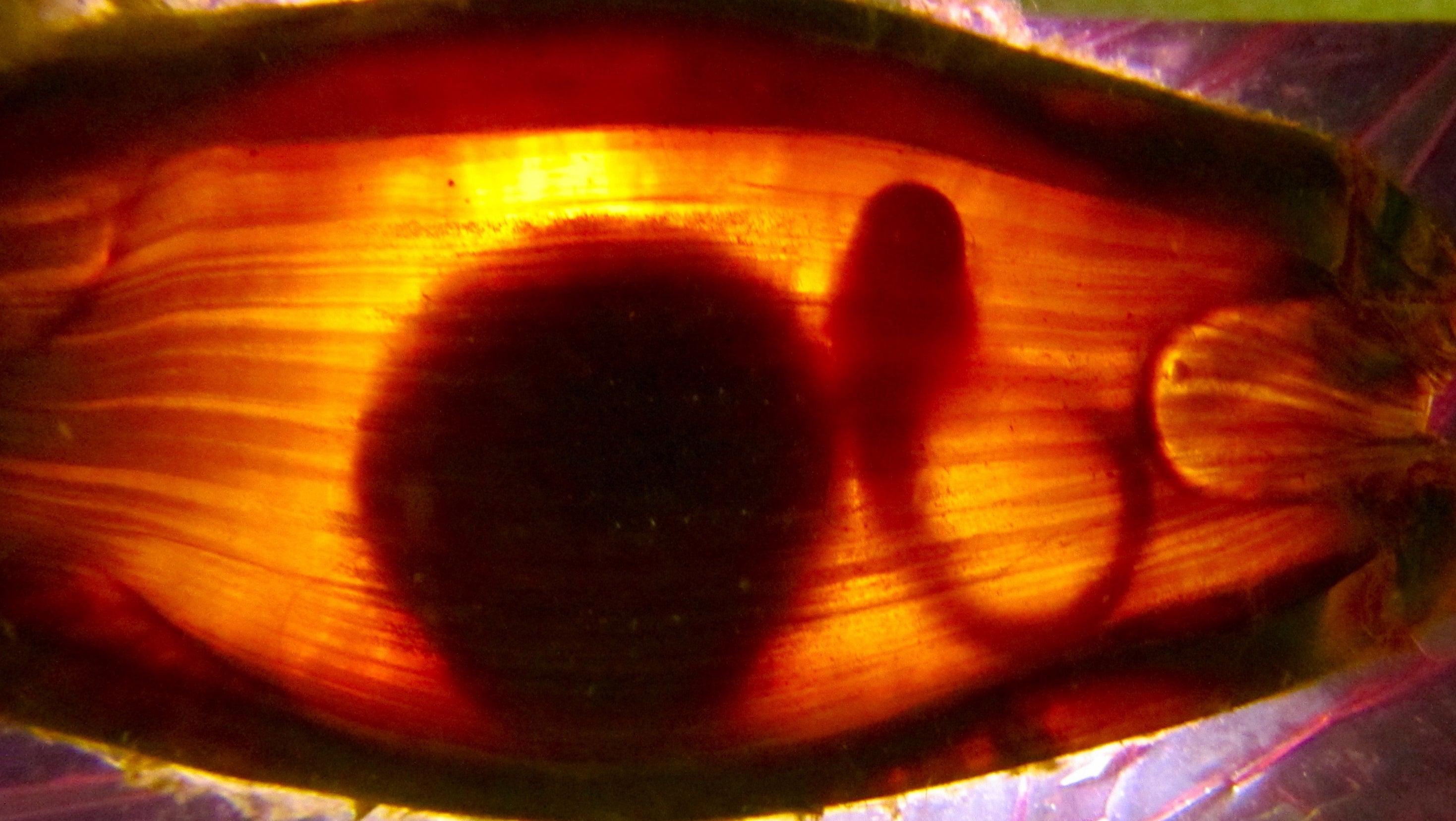 Epaulette shark embryo. The species is recognised as being highly adaptive to its environment, yet it is struggling as sea temperatures rise