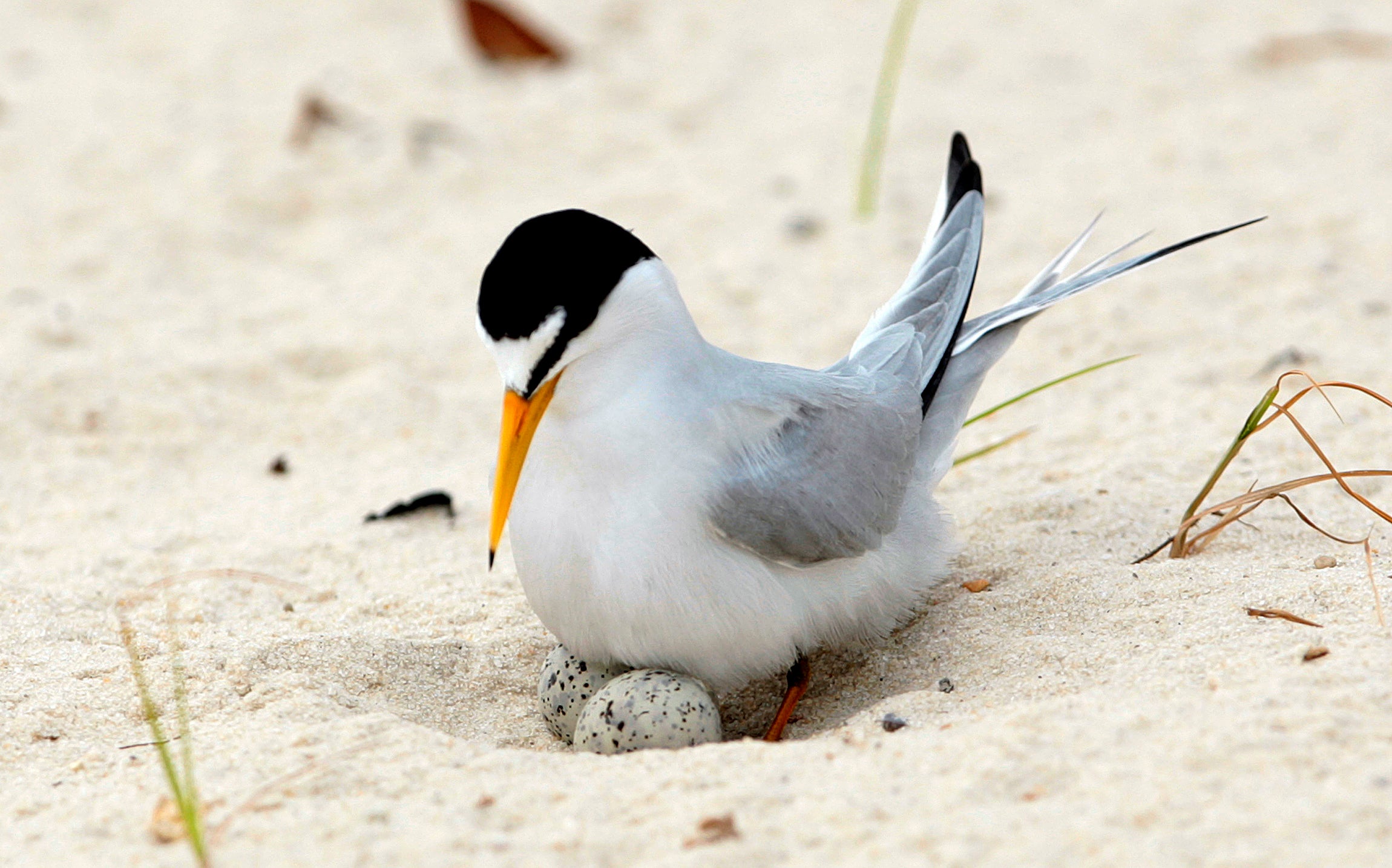Least Tern Recovery