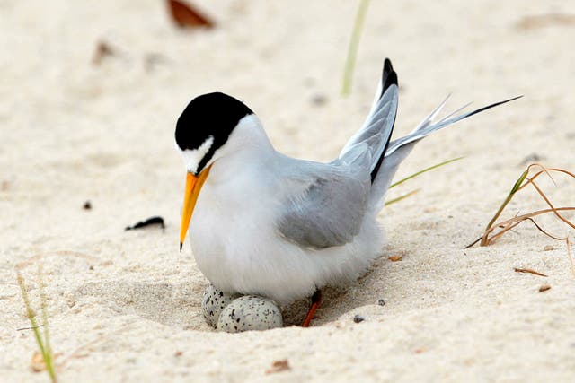 Least Tern Recovery