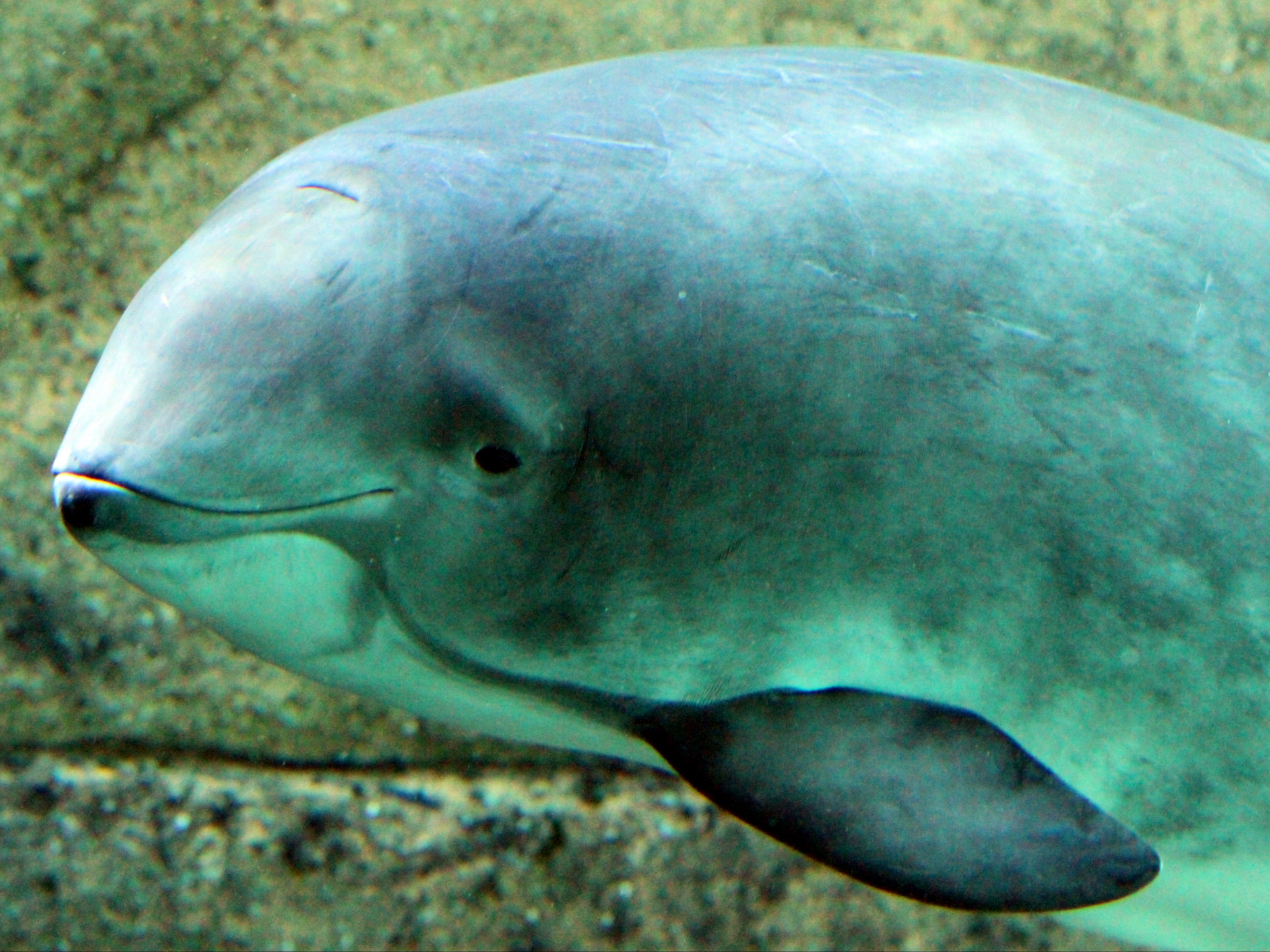PCBs are associated with reduced testes weights in otherwise healthy porpoises