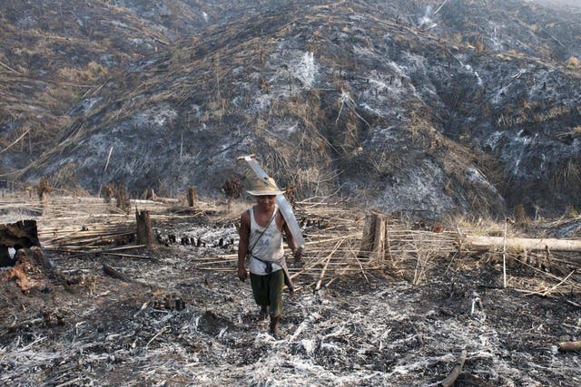 A worker carrying a saw where teak trees once grew in the Bago Region of Myanmar after the land was scorched ahead of replanting