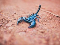 Passenger stung by scorpion during flight