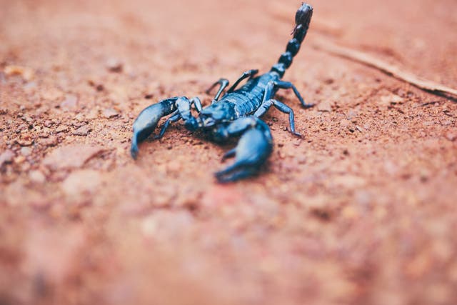 A scorpion was found on a flight in Brazil