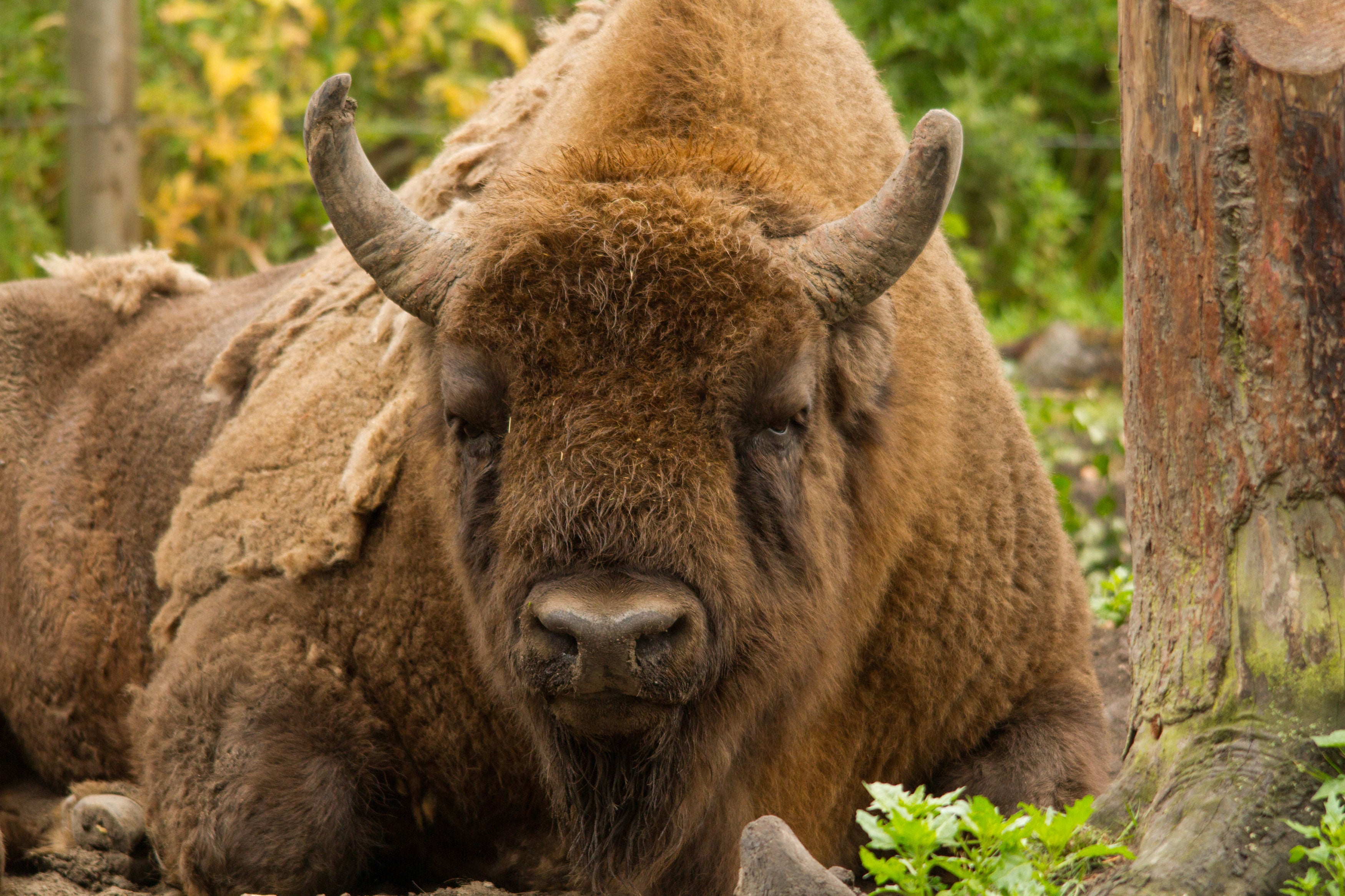 'Bison turn up the turf and thereby diversify the forest floor'