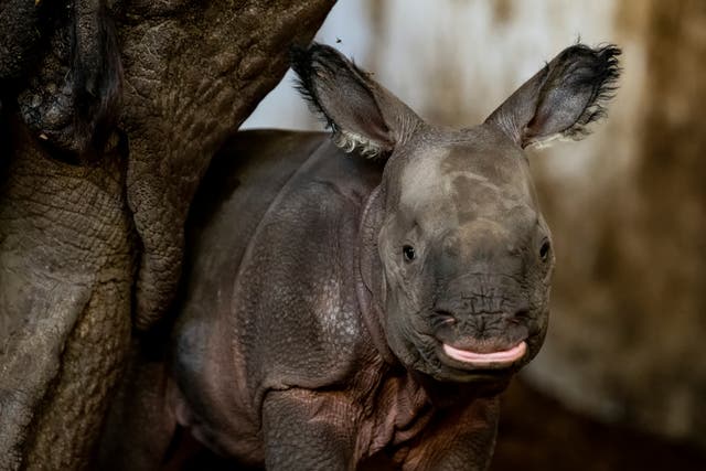 <p>Un rinoceronte indio en peligro de extinción nació la semana pasada en el zoológico de Wroclaw en Polonia</p>