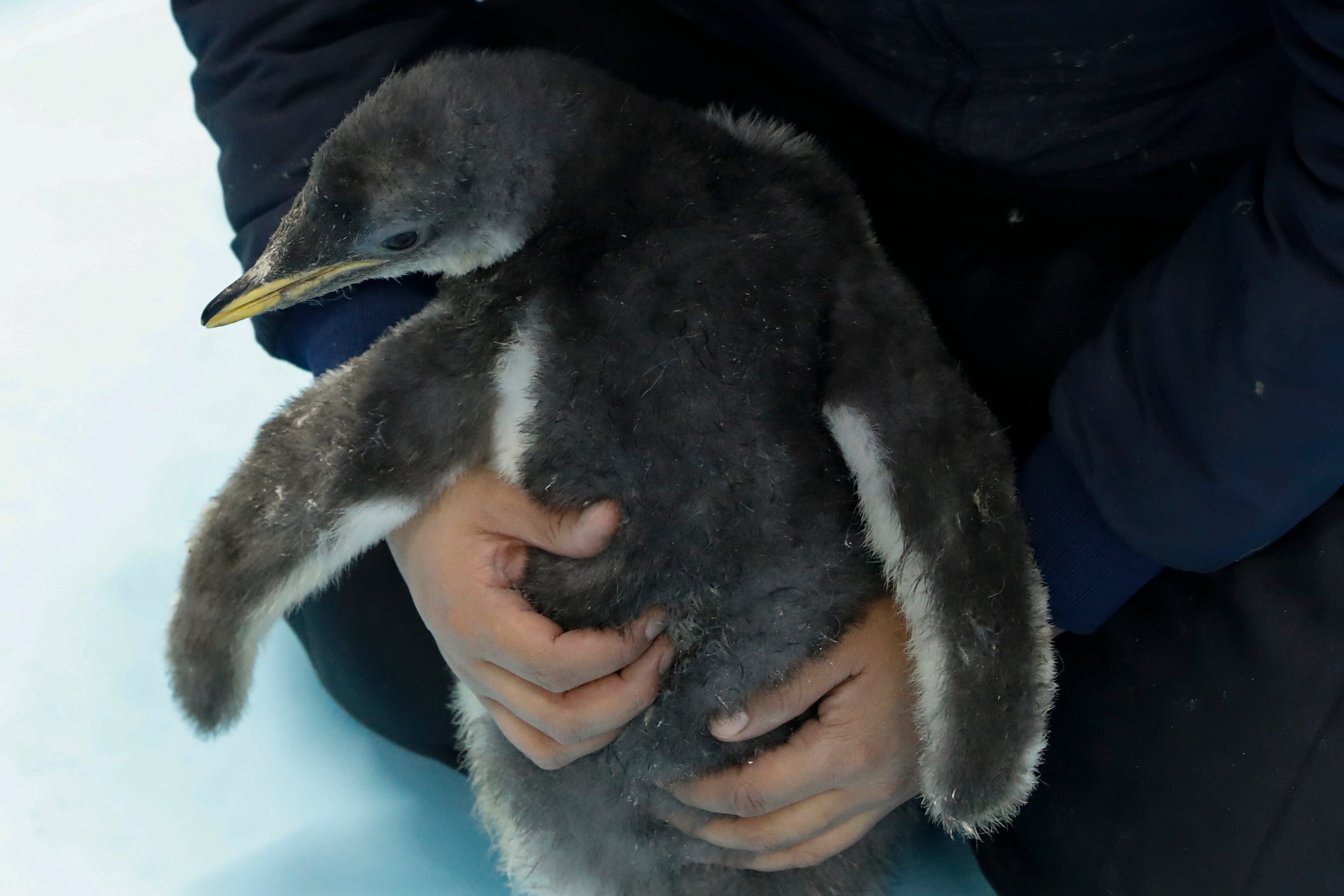 <p>Alex, un pingüino gentoo que nació el mes pasado en el acuario Inbursa, acaricia con el hocico a la veterinaria Patricia Velázquez durante una visita con varios miembros de la prensa, en la Ciudad de México, el miércoles 13 de enero de 2021. Alex es el primer pingüino gentoo que nació en el país.&nbsp;</p>