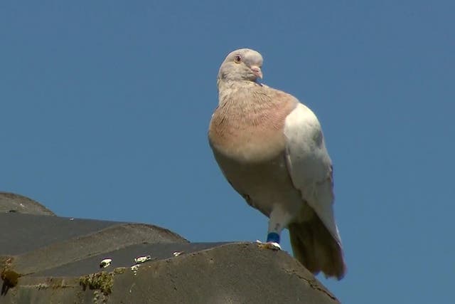 Australia Trans-Pacific Pigeon