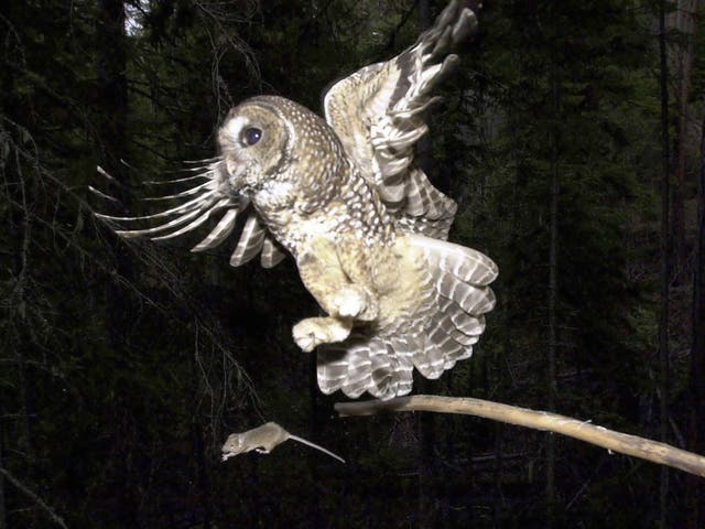 <p>A Northern Spotted Owl flies after an elusive mouse jumping off the end of a stick in the Deschutes National Forest</p>