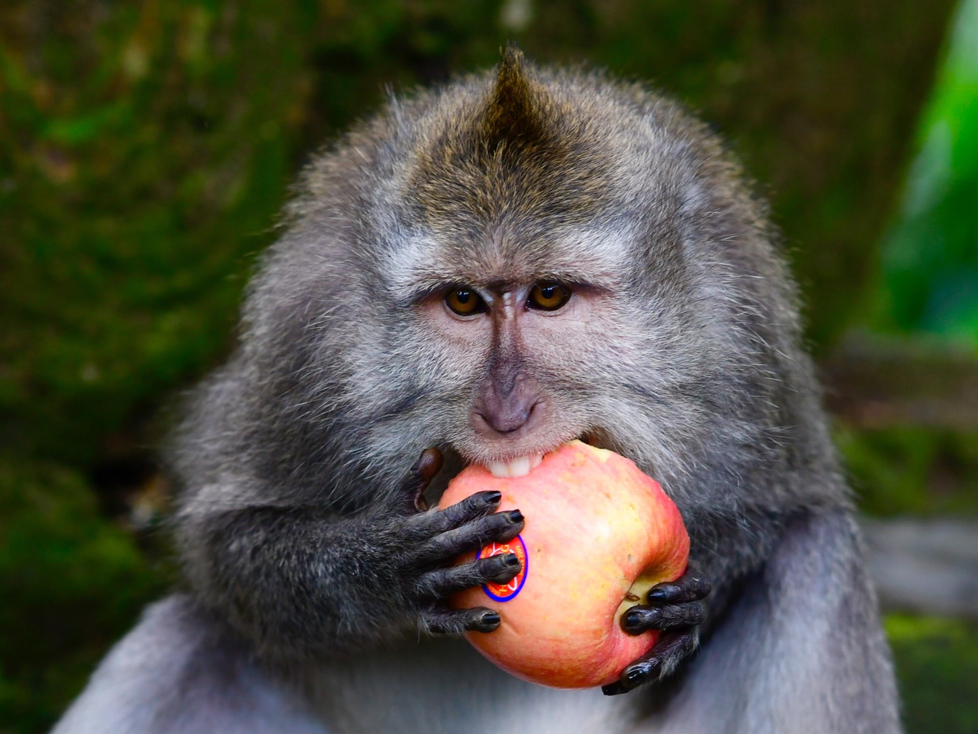 Macaques had a preference for which reward they were given in exchange for valuables