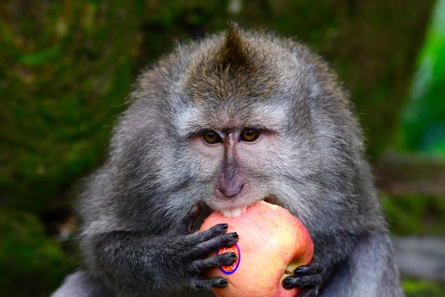 Macaques had a preference for which reward they were given in exchange for valuables