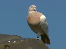 Australia to kill racing bird that crossed Pacific