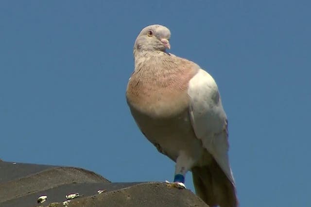 Joe the racing pigeon who accidentally ended up in Australia, where he now faces execution
