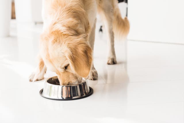 <p>Golden retriever eating dog food from metal bowl</p>