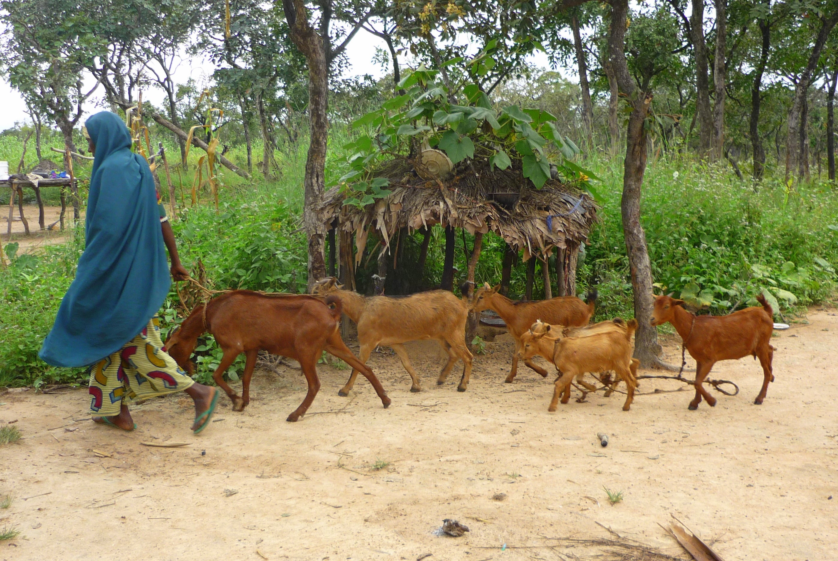 A woman leading a herd of goats in Nigeria