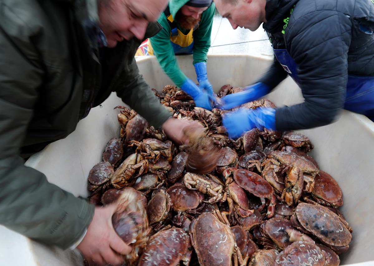 UK fishers cry foul as Brexit red tape leaves catch rotting