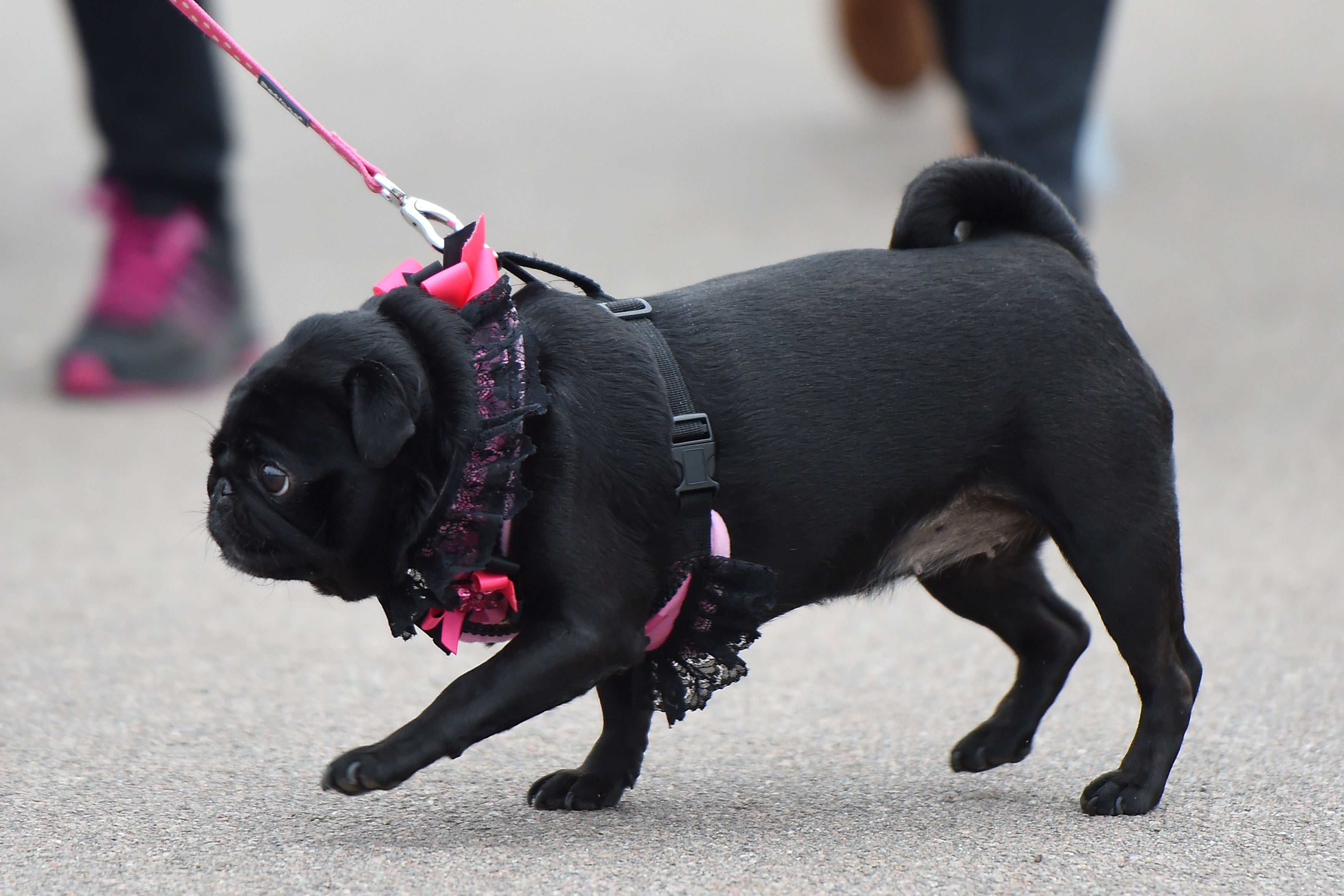 A pug pictured out for a walk in Birmingham in 2017.
