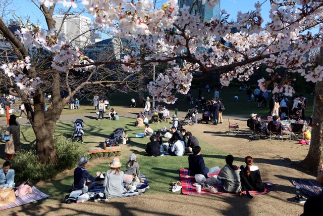 <p>Due to weather patterns, the trees flower at different times across the country</p>