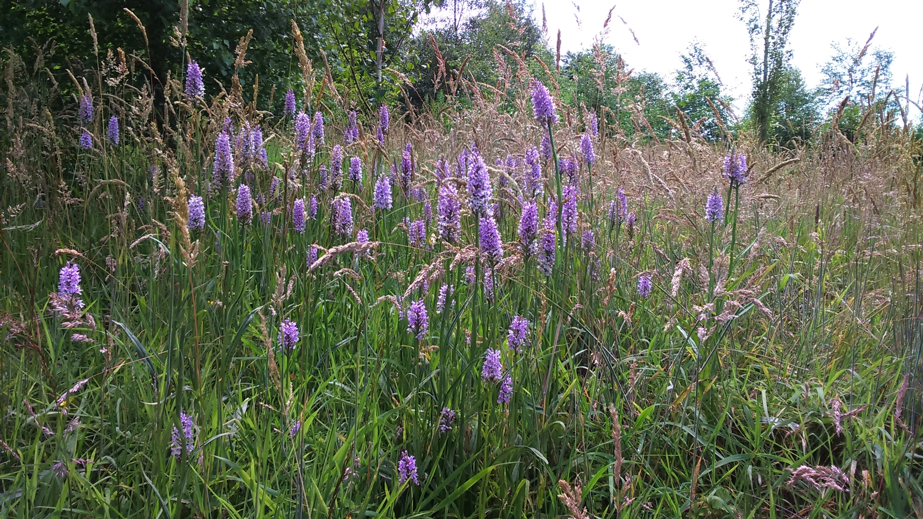 Wild orchids in Rotary Wood, Harrogate in 2017