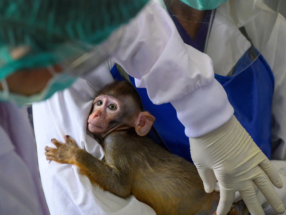 America has a shortage of lab monkeys