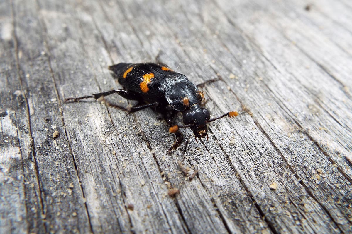 Beetle keeps rivals off scent of food buried for offspring