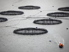 Seals kill thousands of salmon in ‘major’ attack on Scottish fish farm