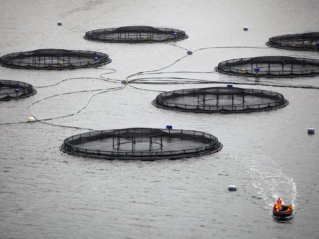 The Skye-based salmon farm  was due to have anti-predator nets installed later this month