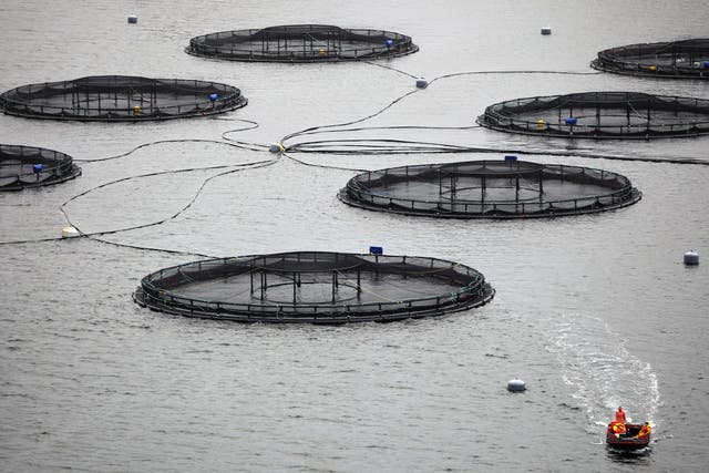 The Skye-based salmon farm  was due to have anti-predator nets installed later this month