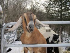 Dog and goat serving as mayor raise money for a playground