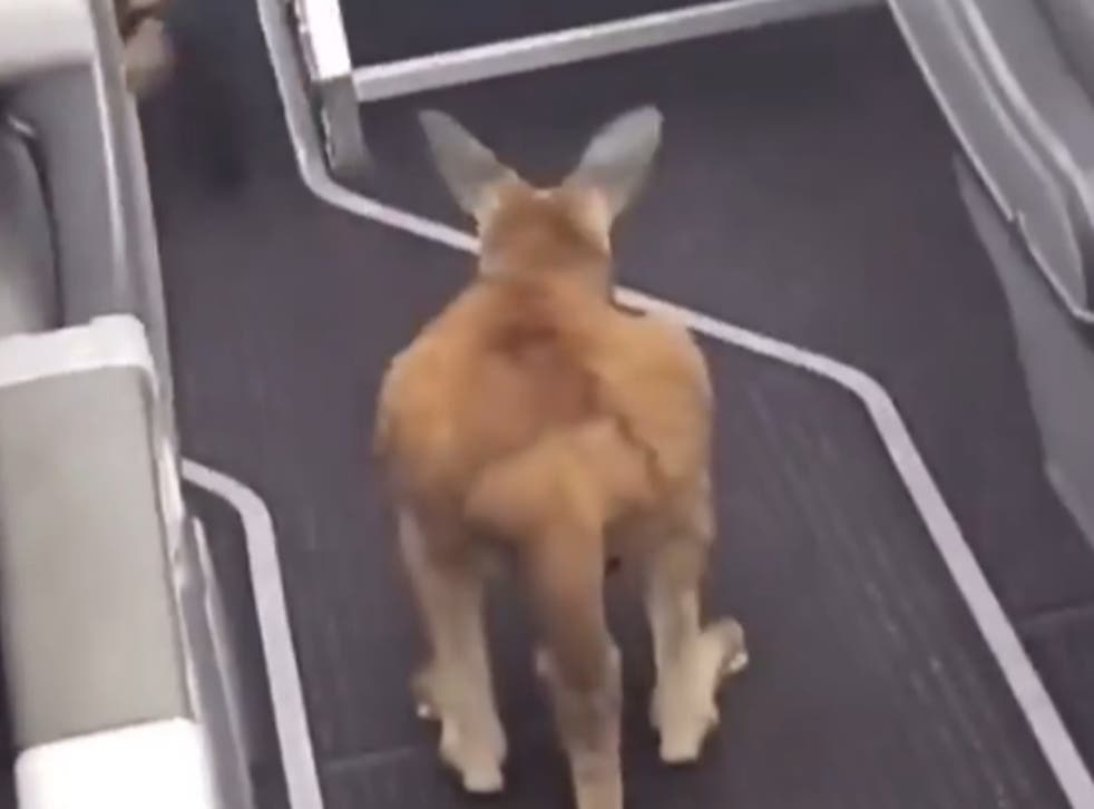 The kangaroo boarded its own private flight