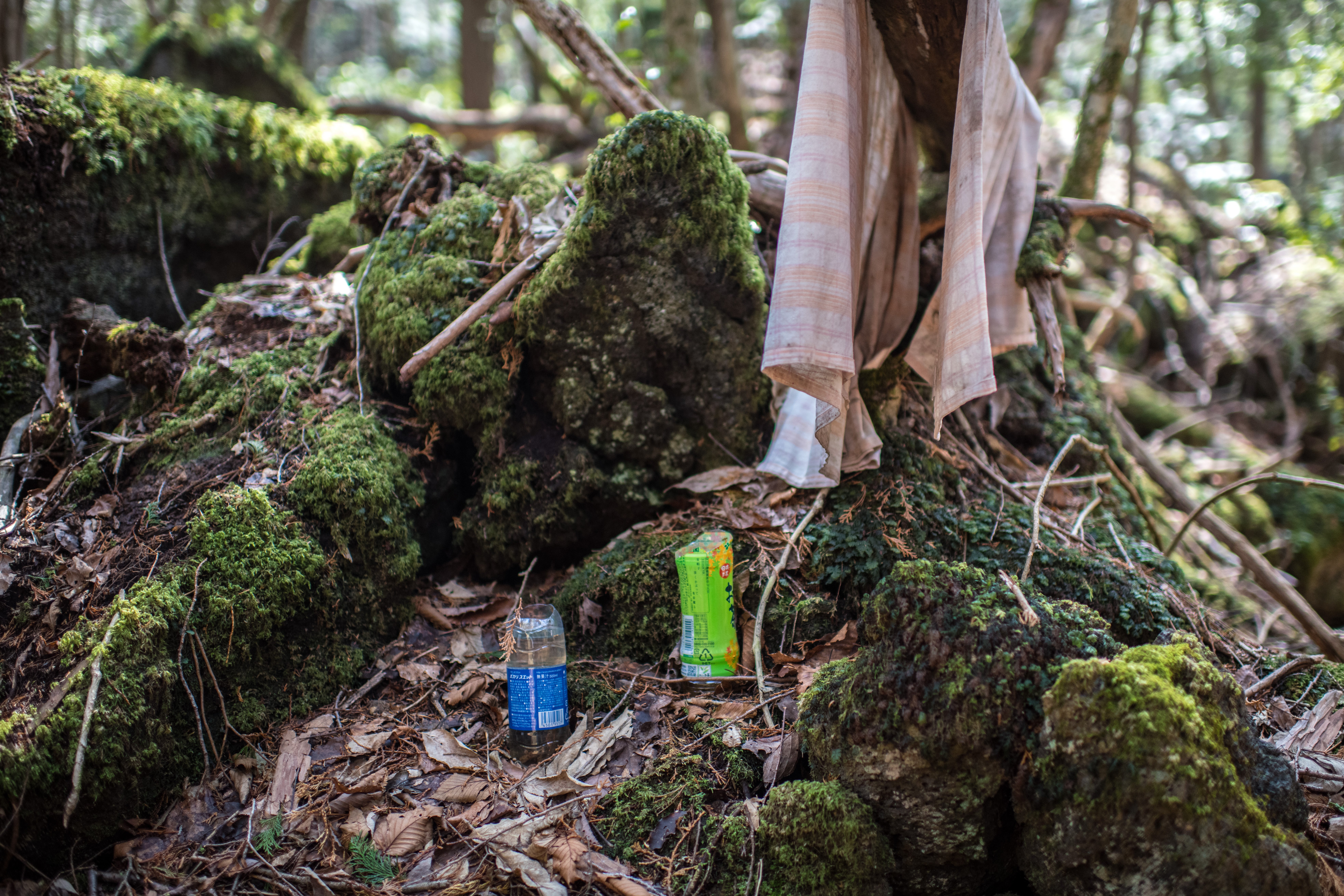 Aokigahara forest lies on the on the northwestern flank of Mount Fuji and in recent years has become known as one of the world’s most prevalent suicide sites.