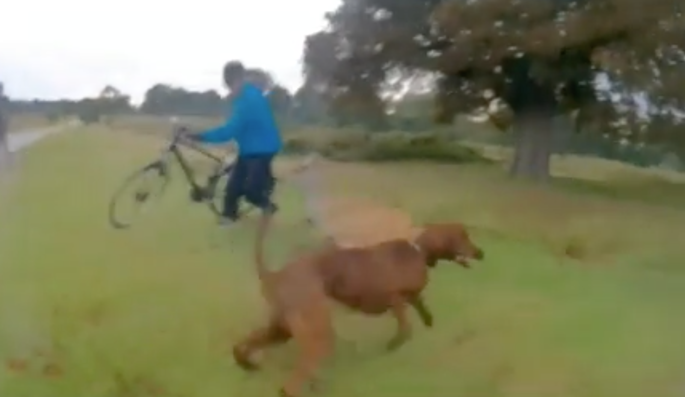 The red setter repeatedly attacked the deer in Richmond Park, London