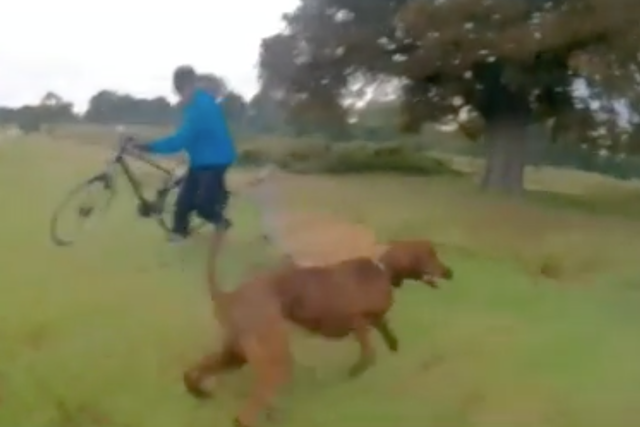 The red setter repeatedly attacked the deer in Richmond Park, London