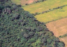 UK government ‘mulling ban on soya linked to illegal deforestation’