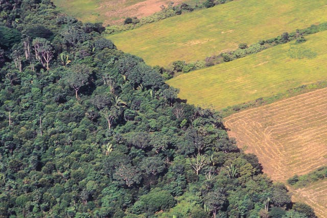 Soya bean plantations next to the original forest of the Amazon