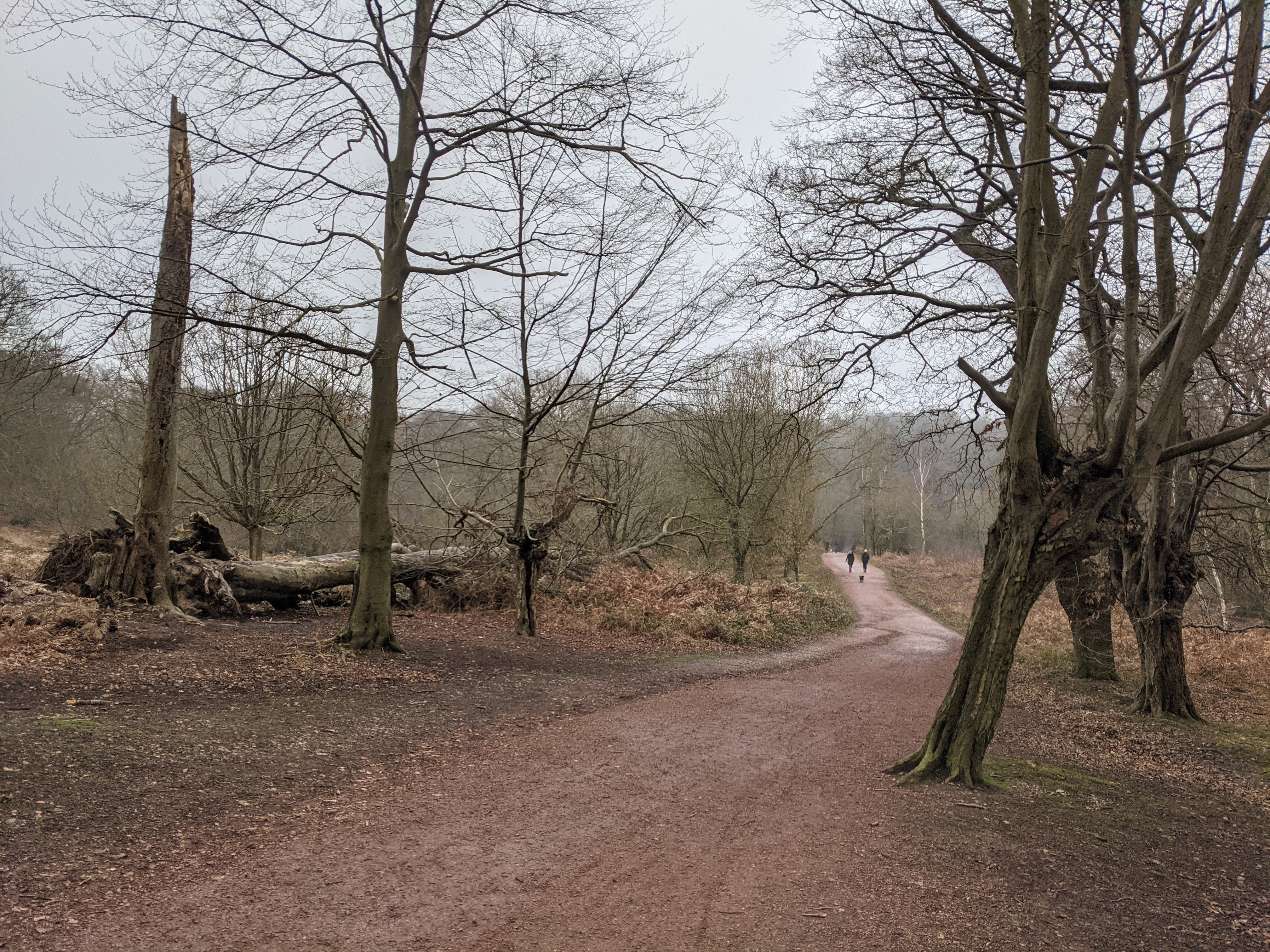 Epping Forest offers a huge network of trails to explore