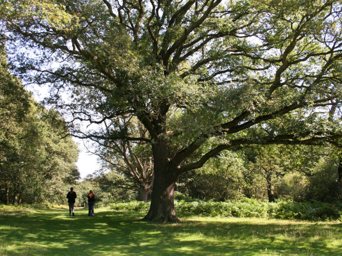 London’s ancient woodland is the perfect pandemic playground