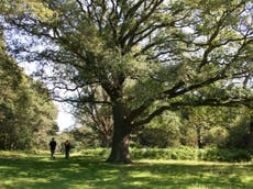 Epic Epping: Exploring London’s ancient woodland by bike