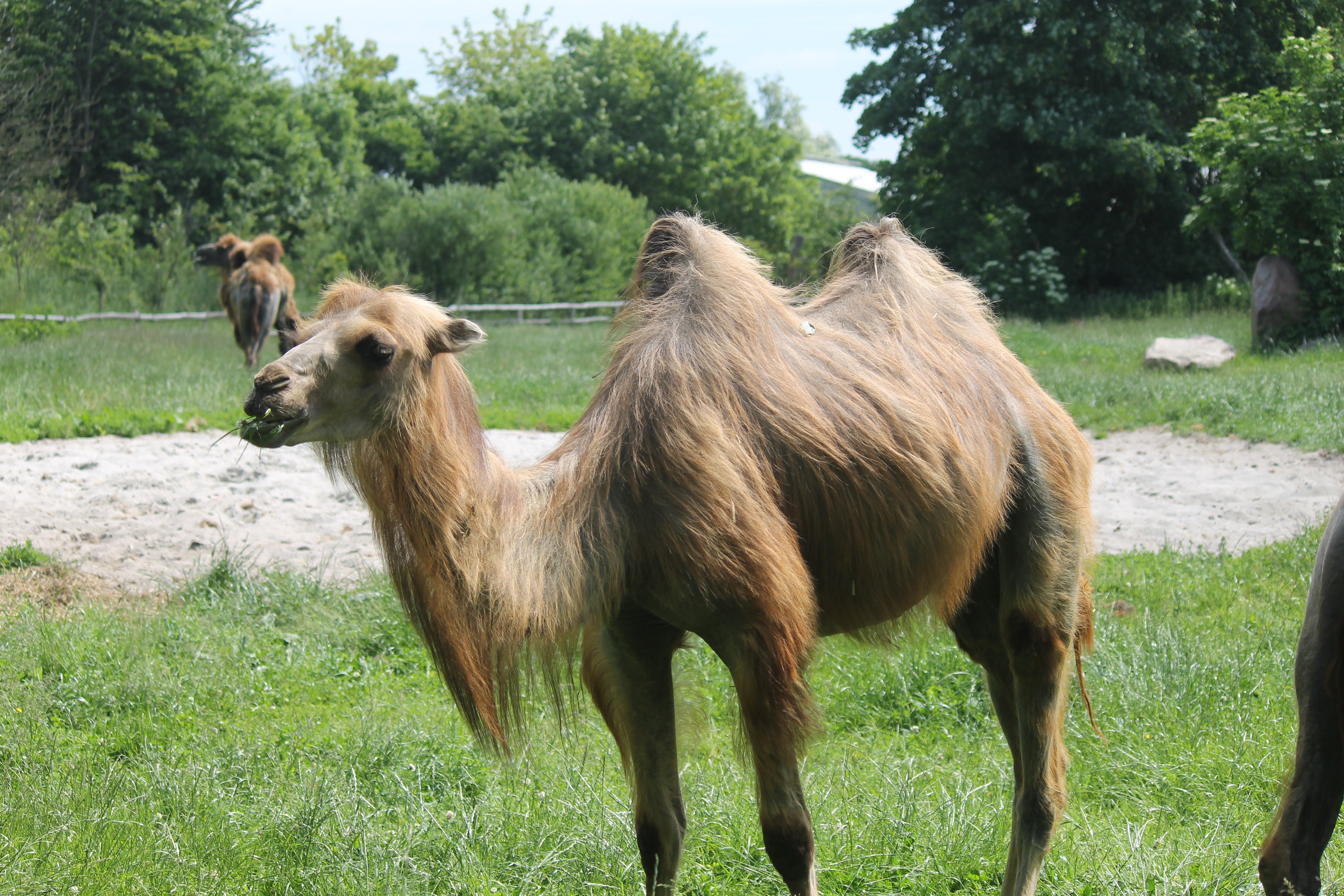 A zookeeper is in hospital with serious injuries after being bitten by a camel in northern Germany