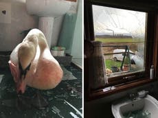 Woman has lucky escape after swan smashes through bathroom window