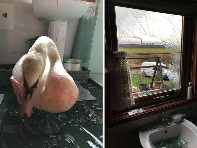 A swan which flew through a window in Barton-in-Fabis, Nottinghamshire