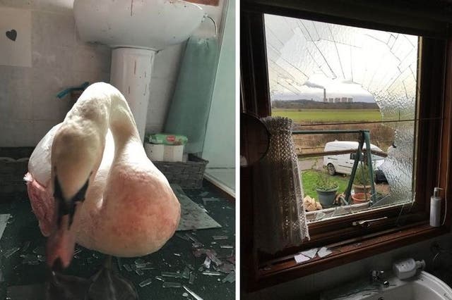 A swan which flew through a window in Barton-in-Fabis, Nottinghamshire