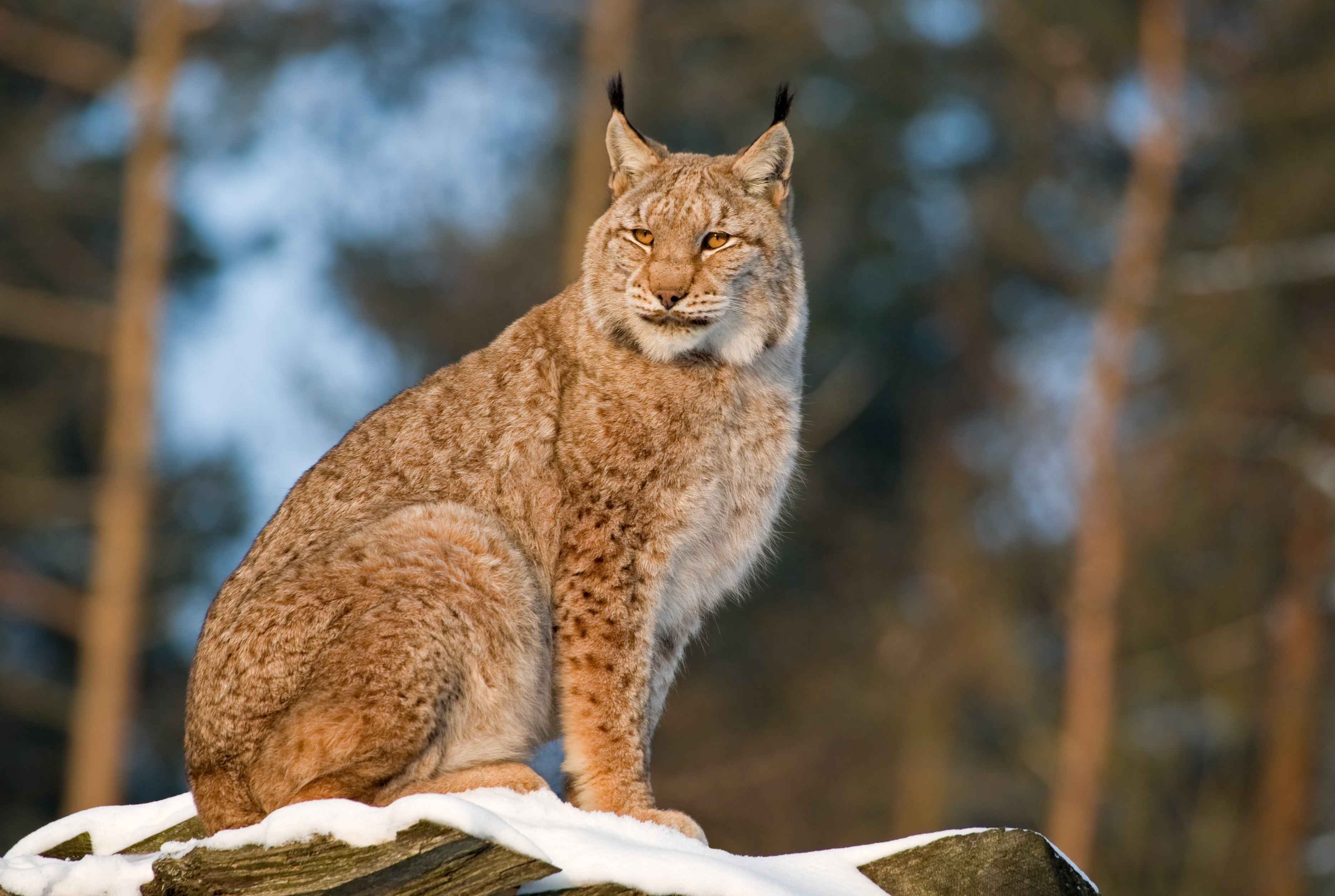 Lynx are notoriously shy and are rarely spotted by humans, even in areas where they live in relatively high numbers