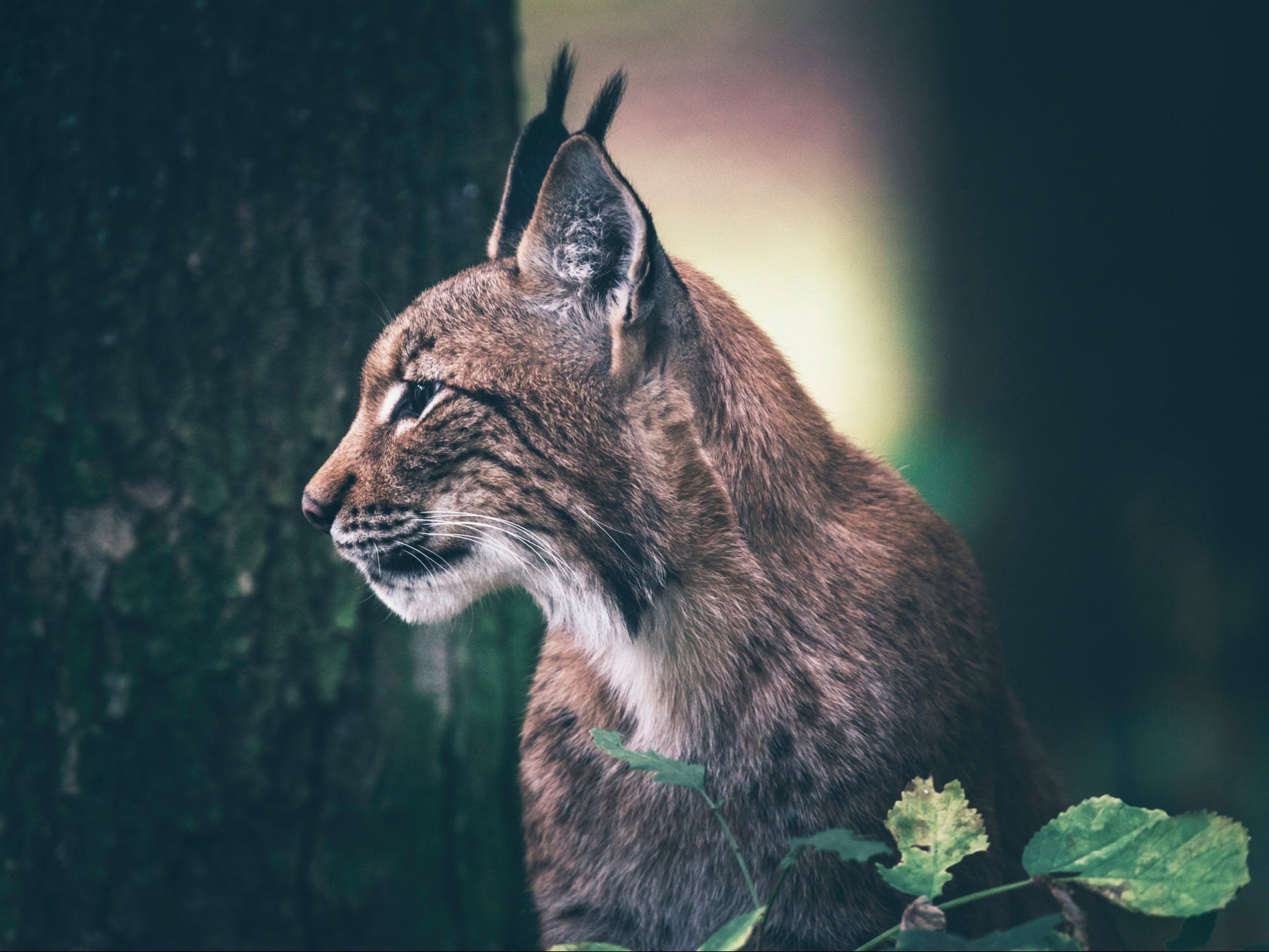 Lynx study seeks views on reintroducing wild population of cats to Scotland  | The Independent