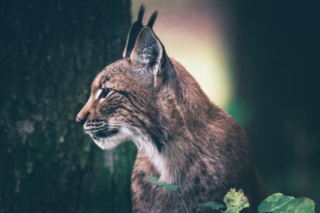 Populations of the Eurasian lynx have successfully been reestablished across Europe