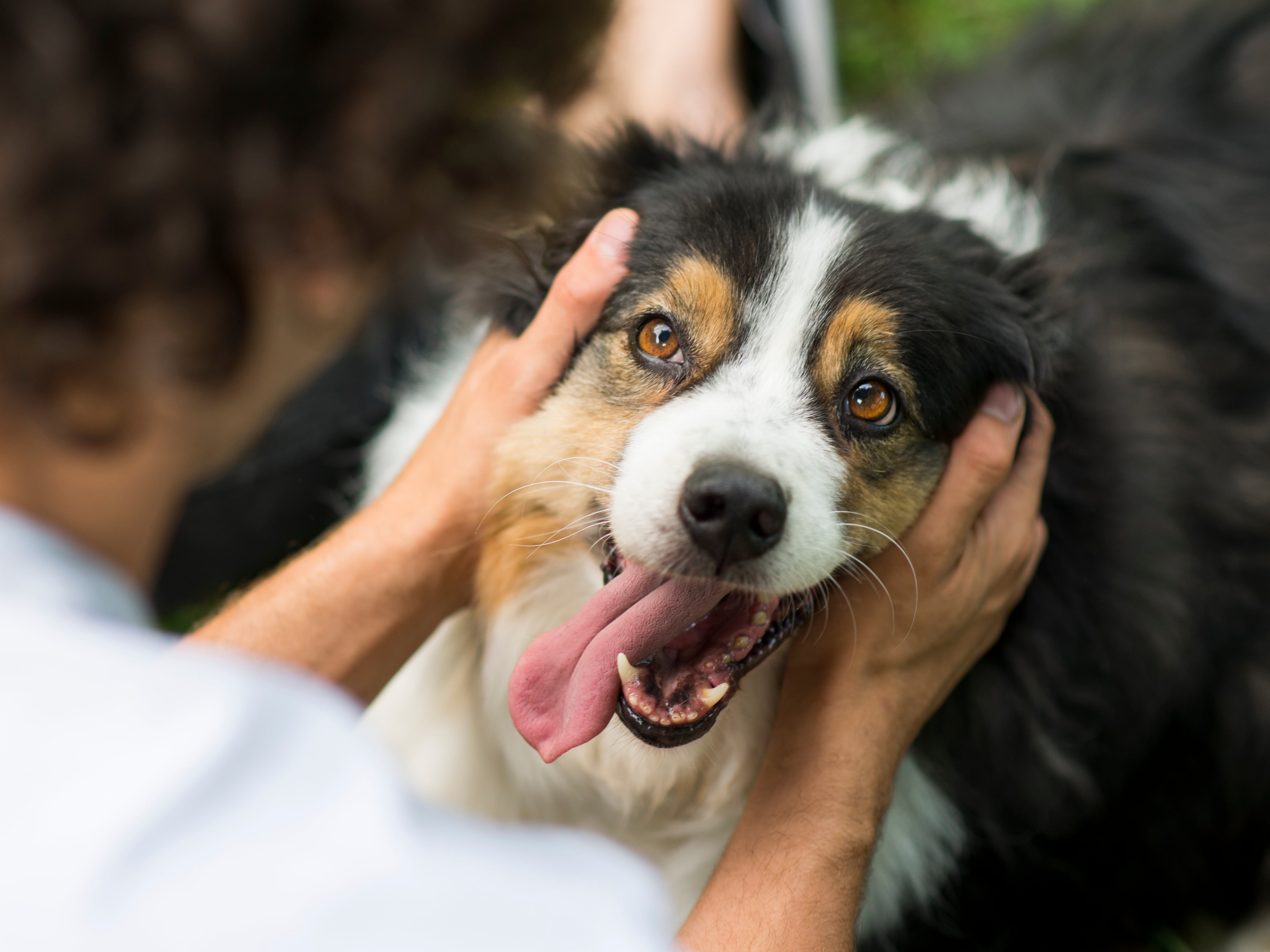 A study by scientists at the University of Liverpool found adult hospital admissions for dog bites have tripled in England in the last 20 years.