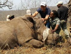 Stop the Illegal Wildlife Trade: Anti-poaching NGO Freeland joins the Independent’s campaign