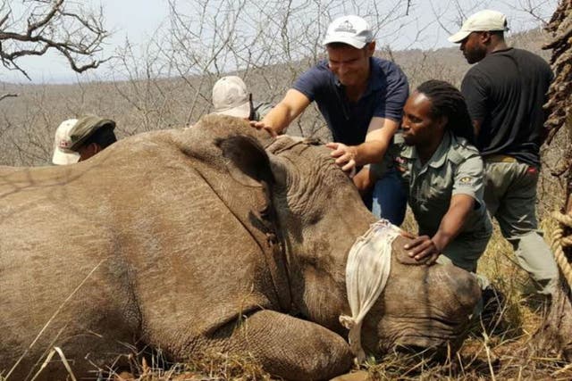 Freeland co-founder Steven Galster taking part in rhino conservation efforts in South Africa