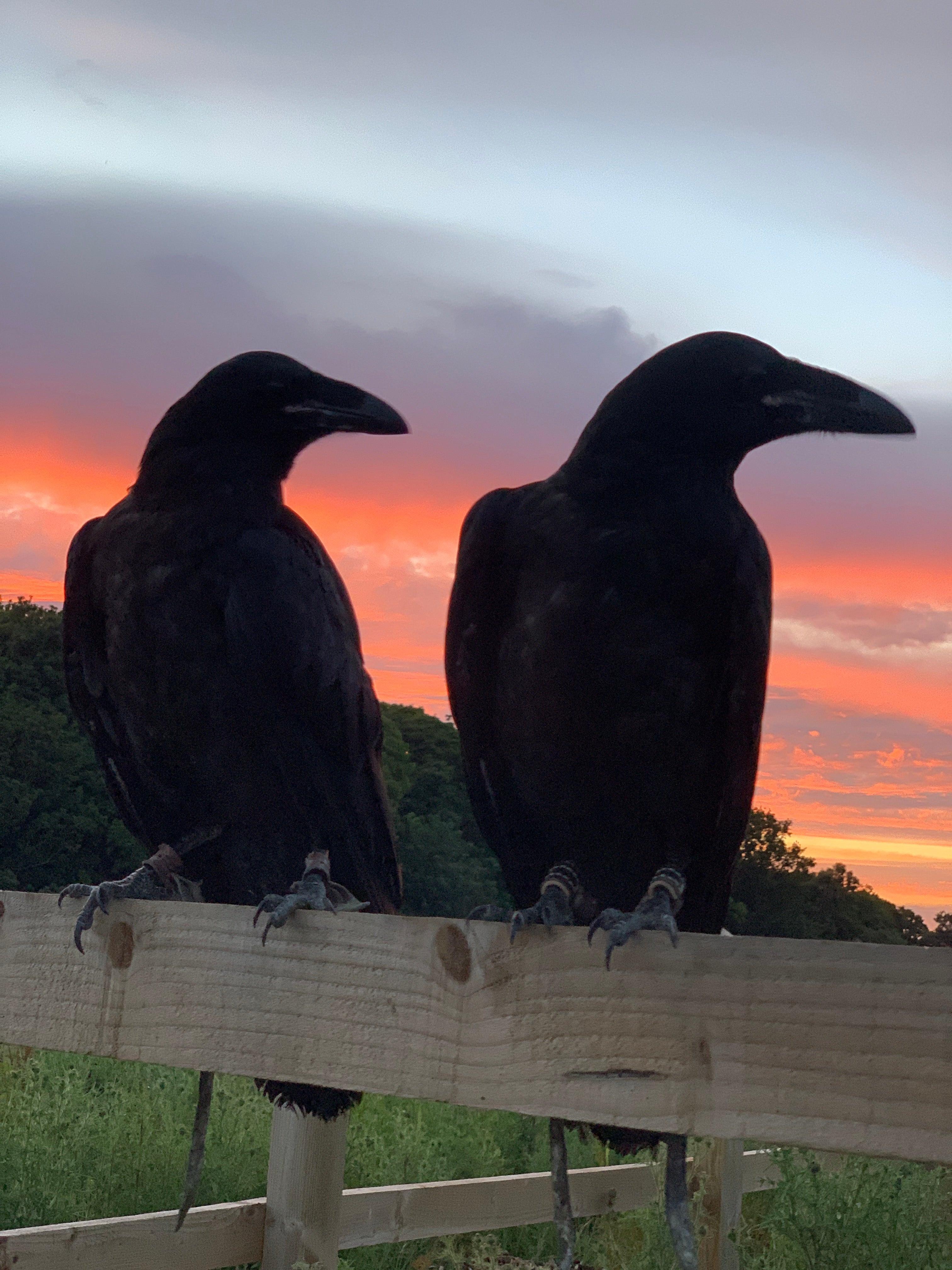 Ravens can be found in every continent except Antarctica. They also pop up as spiritual figures in indigenous stories all over the globe