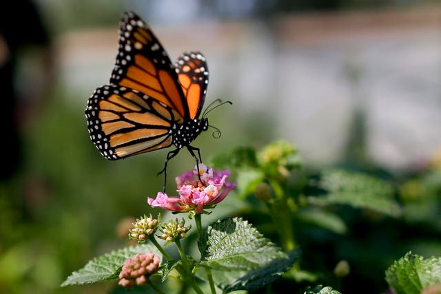 Monarch Butterflies Near Extinction