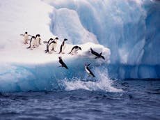 Protected zones in Antarctic seas could throw lifeline to penguins threatened by commercial fishing